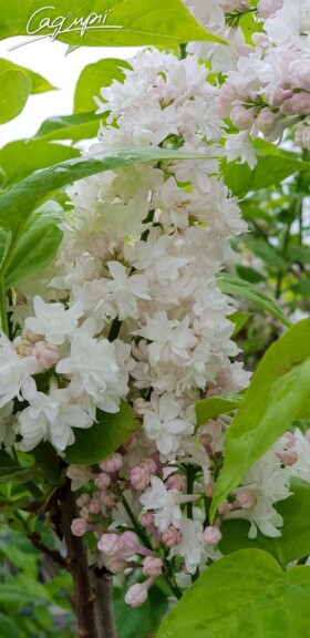 Сирень обыкновенная 'Krasawica Moskvy' - 2