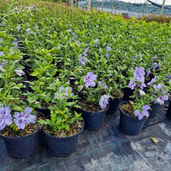 Гибискус сирийский 'Blue Chiffon' - 3