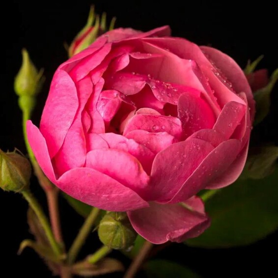 Троянда бордюрна 'Angela' - 2