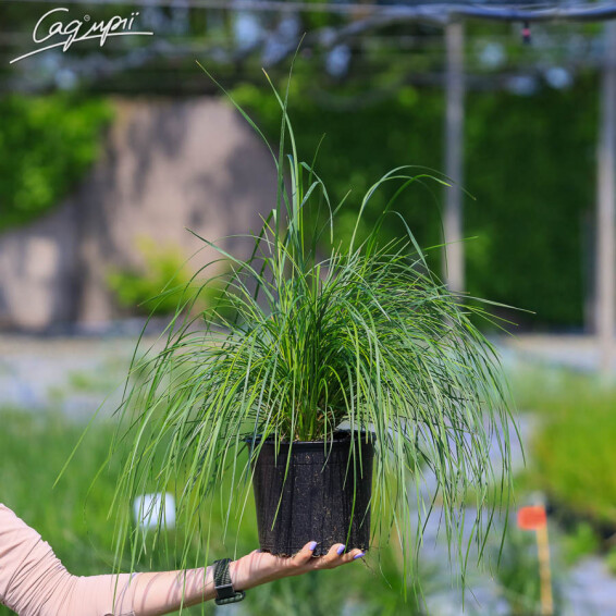 Луговик дернистый 'Goldschleier' - 4