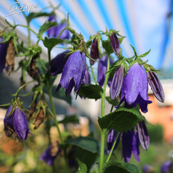Дзвоник гібридний 'Sarastro', C2 - - 1