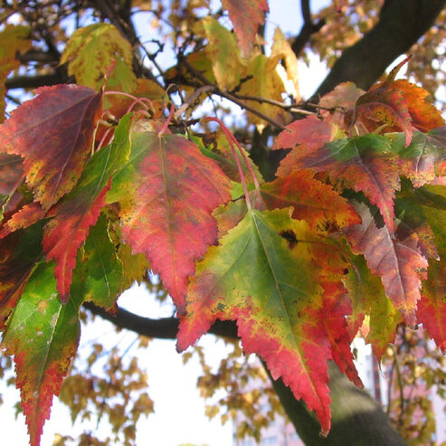 Клен прирічковий (гіннала) #4, WRB 16--18 400+ St. 100-125 - 1