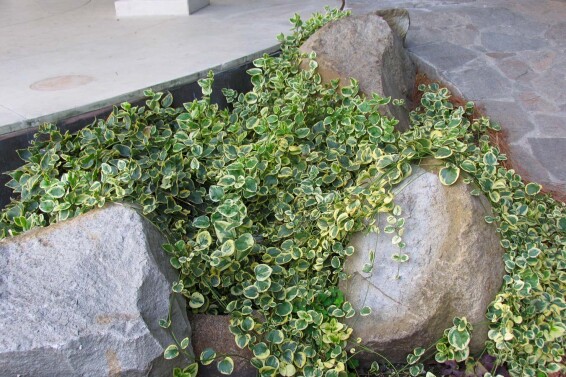 Бересклет Форчуна 'Emerald Gaiety' - 8 Бересклет Форчуна 'Emerald Gaiety' - 8