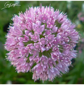 Лук стареющий 'Montanum'