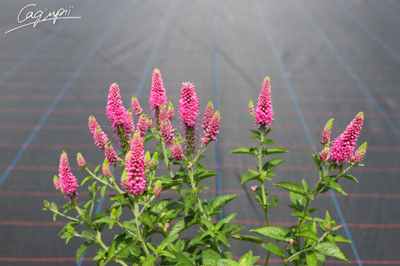 Вероника колосковая 'First Love', p9 - - 3