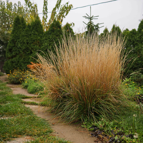 Вейник остроцветковый 'Overdam', C1 - - 3
