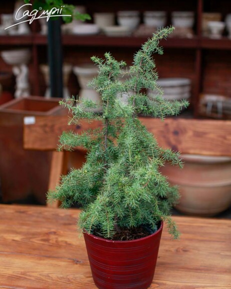 Можжевельник обыкновенный 'Kalebab' - 1