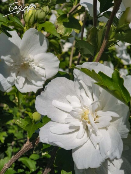 Гибискус сирийский 'White Chiffon' - 3