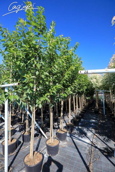 Сакура дрібнозубчаста 'Kanzan' #25, WRB 25--30 400-450 St. 180-200 - 7