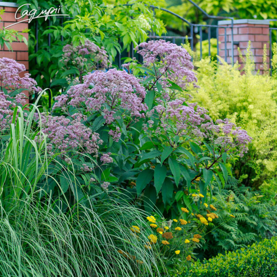 Посконник пятнистый 'Riesenschirm' - 4 Посконник пятнистый 'Riesenschirm' - 4