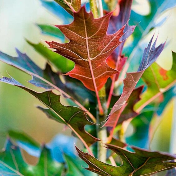 Дуб болотный 'Green Pillar' - 8