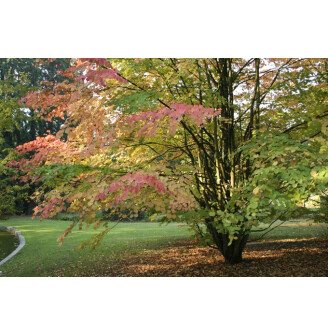 Багряник японський