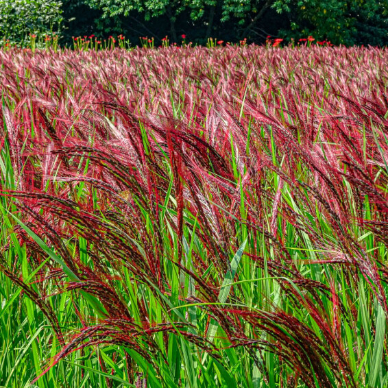 Міскантус китайський 'Boucle®', ГК - - 4