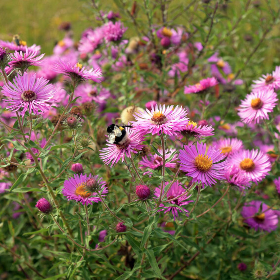 Астра кустарниковая 'Kassel', C1 - - 5 Астра кустарниковая 'Kassel', C1 - - 5