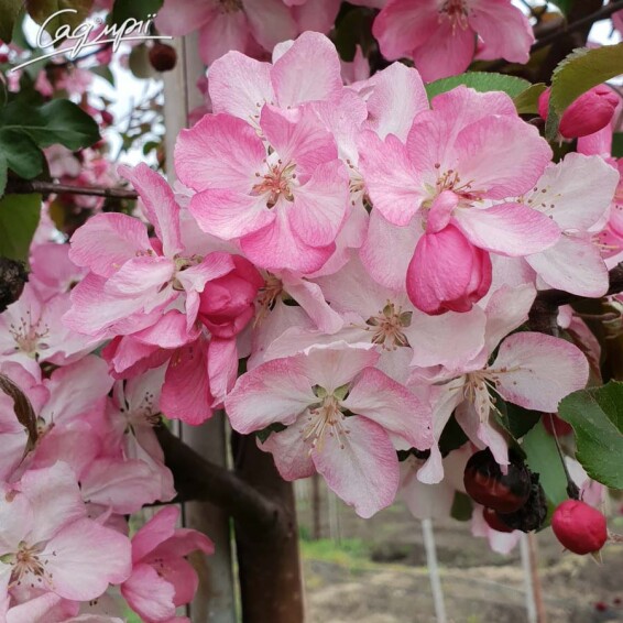 Яблоня 'Rudolph' #1, WRB 18--20 450-500 St. 160-180 - 2