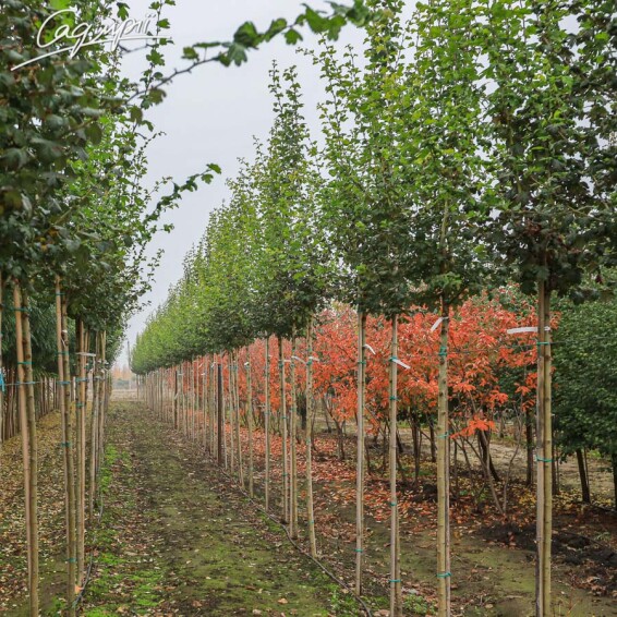 Глід колючий 'Paul`s Scarlet' #9, WRB 18--20 350-400 St. 1/2 - 8