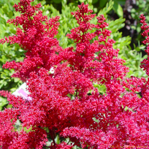 Астільба японьска 'Montgomery'® - 1