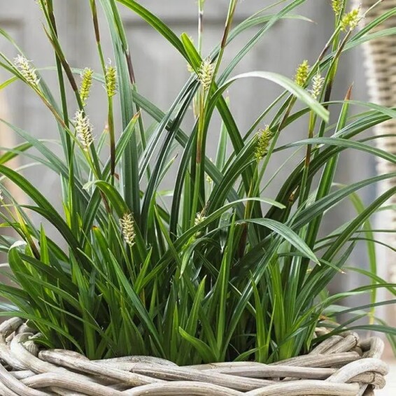 Осока Моррова 'Irish Green' - 2