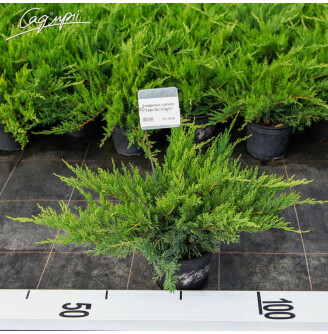 Ялівець козацький 'Tam No Blight'