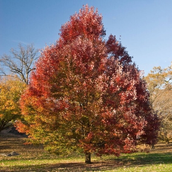 Клен червоний 'October Glory' - 1 Клен червоний 'October Glory' - 1