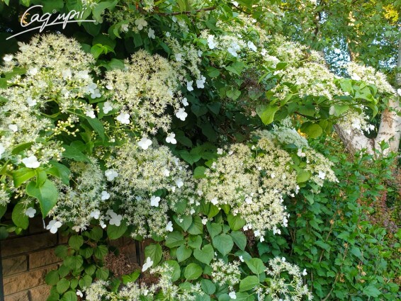 Гортензія черешкова - 5