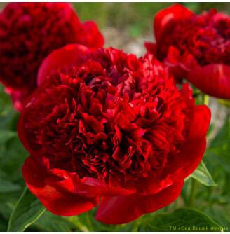 Півонія трав'яниста 'Red Charm'