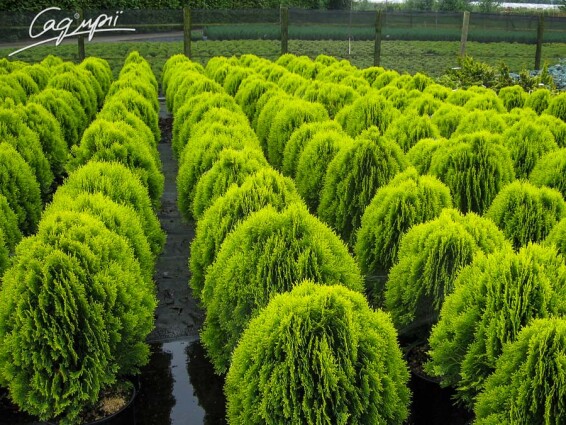 Туя західна 'Aurea Nana' - 1