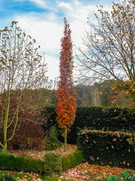 Дуб болотный 'Green Pillar' #1, C43 8--10 250-300 St. 150-175 - 6