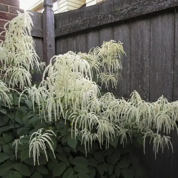 Волжанка двудомная - 6 Волжанка двудомная - 6