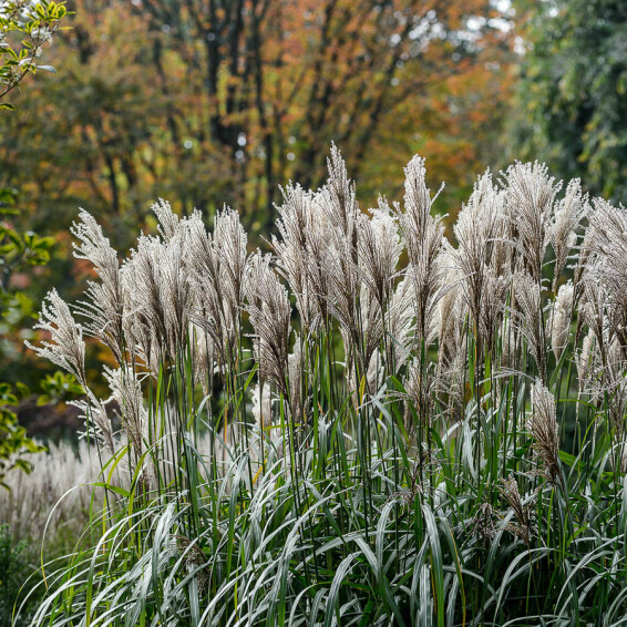 Міскантус китайський 'Malepartus' - 3