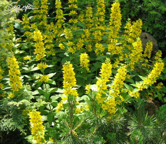 Вербозілля плямисте - 4 Вербозілля плямисте - 4