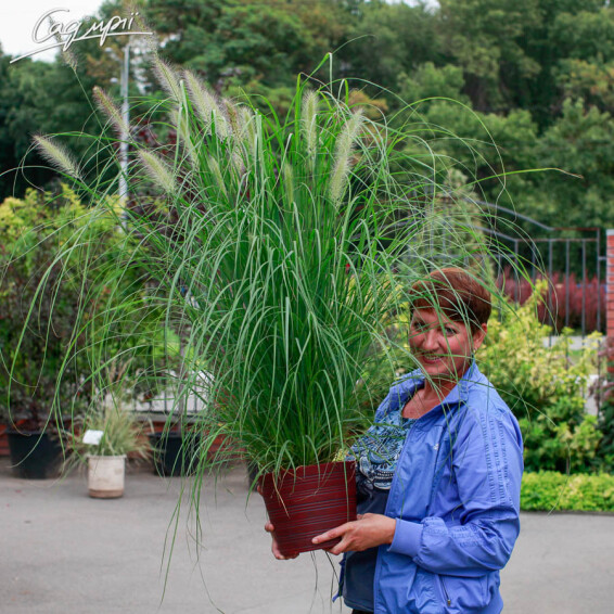 Перистощетинник волосистый - 4