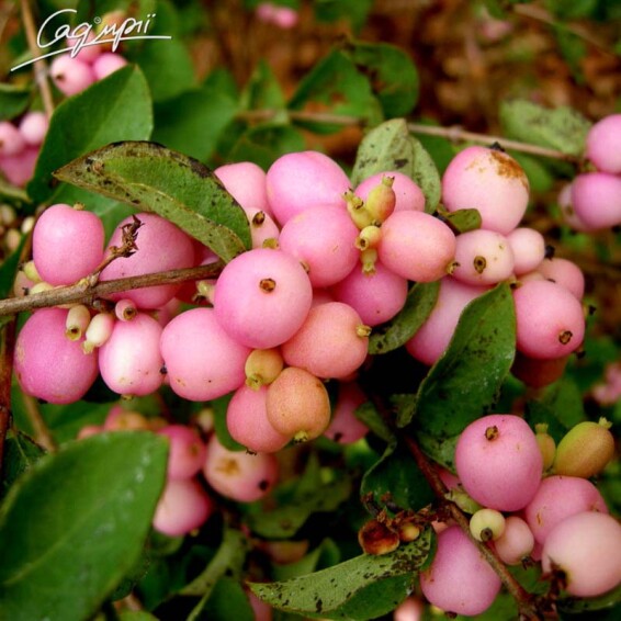 Снігоягідник Доренбоза 'Amethyst' - 2