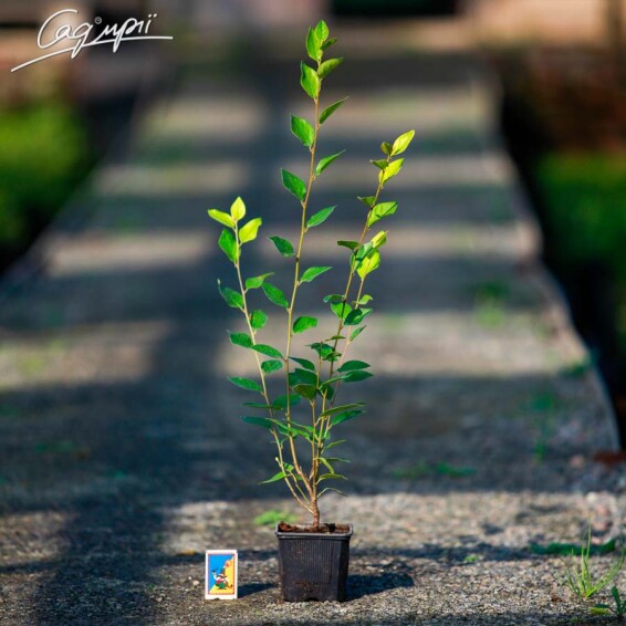 Кизильник блискучий - 7