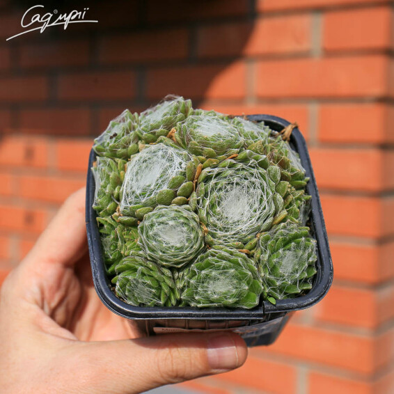 Молодило війчасте Бориса - 4