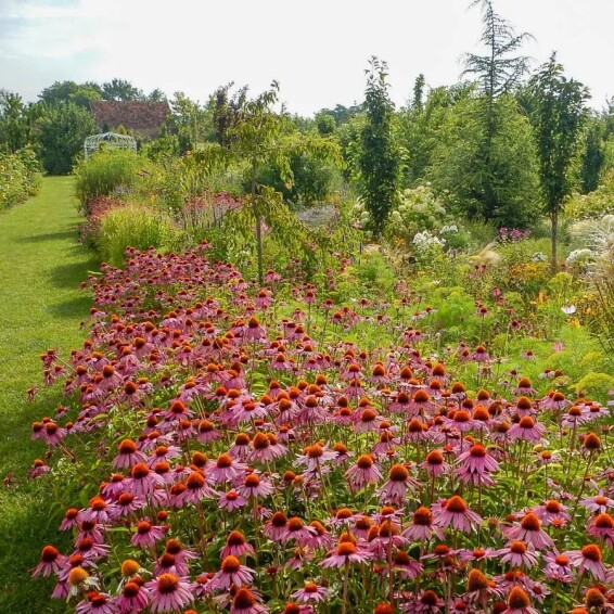Эхинацея пурпурная ‘Magnus’ - 6