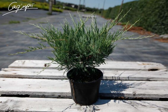 Можжевельник горизонтальный 'Hughes' #2, С14 D 100+ - 2