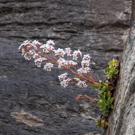 Ломикамінь котиледон - 5