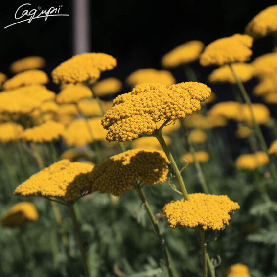 Тысячелистник таволговый 'Coronation Gold' - 4 Тысячелистник таволговый 'Coronation Gold' - 4