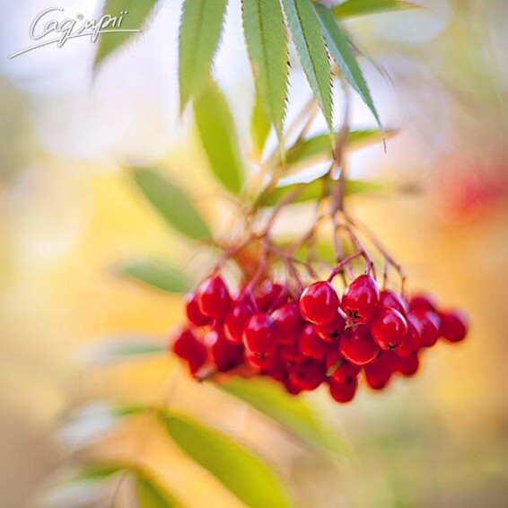 Горобина звичайна - 1 Горобина звичайна - 1