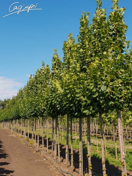 Липа крупнолистная 'Zelzate' - 2 Липа крупнолистная 'Zelzate' - 2