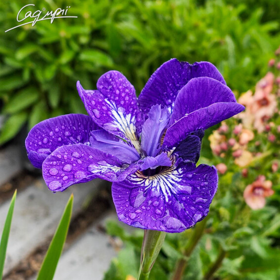 Ирис сибирский 'I see stars' - 4 Ирис сибирский 'I see stars' - 4