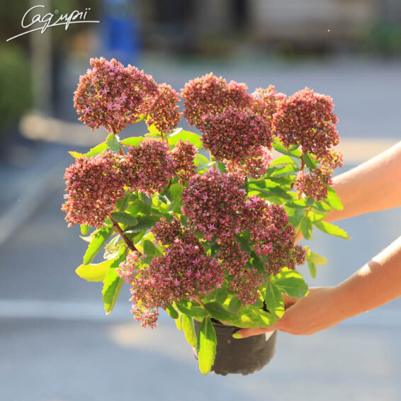 Очиток гібридний 'Herbstfreude' - 4