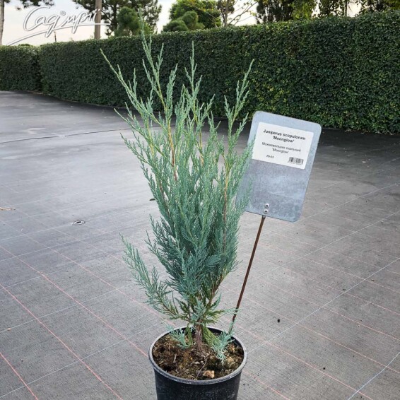 Ялівець скельний 'Moonglow' - 3