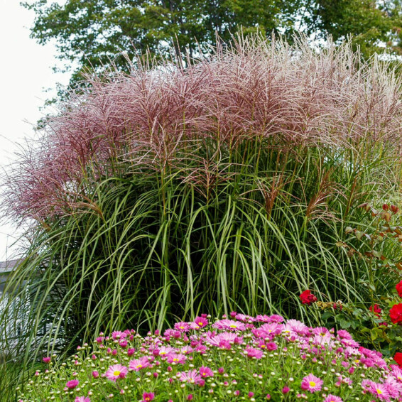 Мискантус китайский 'Red Chief', C3 - - 7