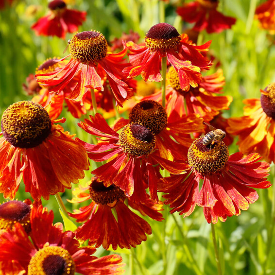 Гелениум гибридный 'Moerheim Beauty' - 7