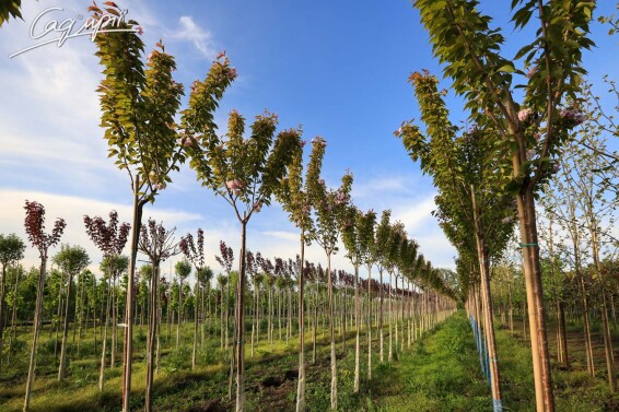 Сакура дрібнозубчаста 'Kanzan' - 1
