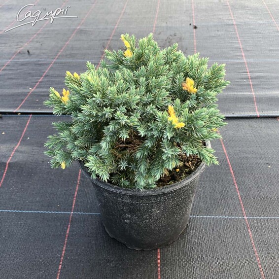 Можжевельник чешуйчатый 'Floreant' - 4 Можжевельник чешуйчатый 'Floreant' - 4