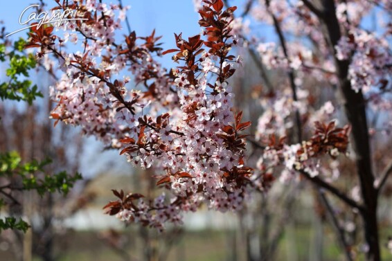 Слива розчепірена 'Nigra' #2, WRB MST 400-450 St. 1/2 - 17