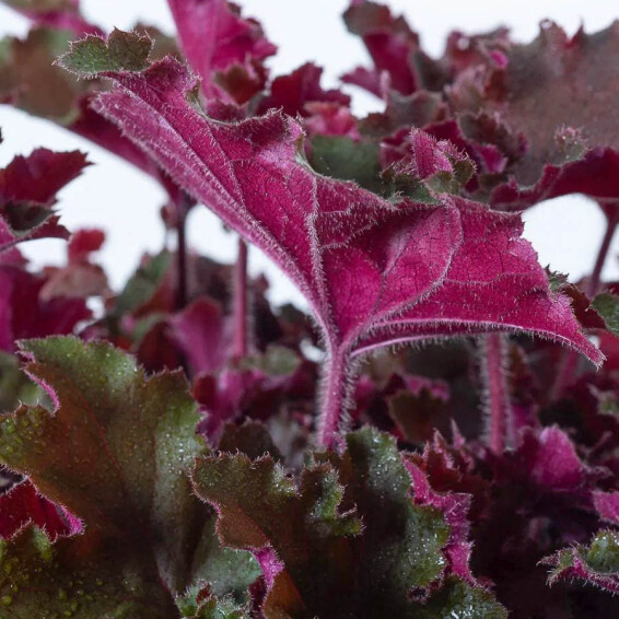 Гейхера 'Rex Red® PBR' - 2